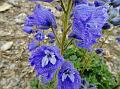 Pale-Petal Larkspur